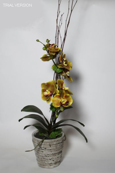 Ambler Orchids