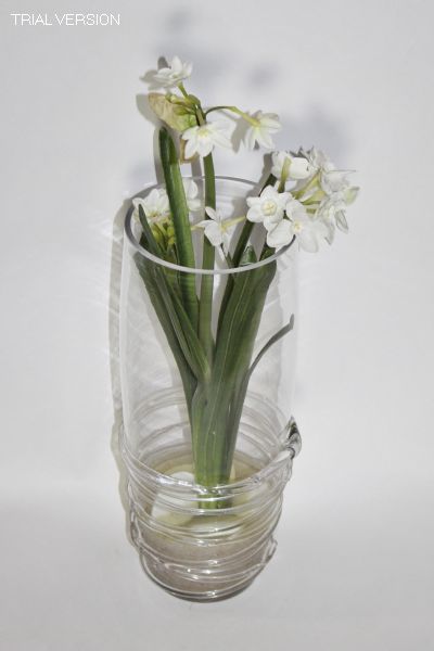 Cordova Daffodils