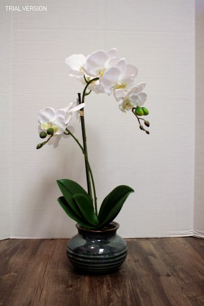 Bellara Orchid