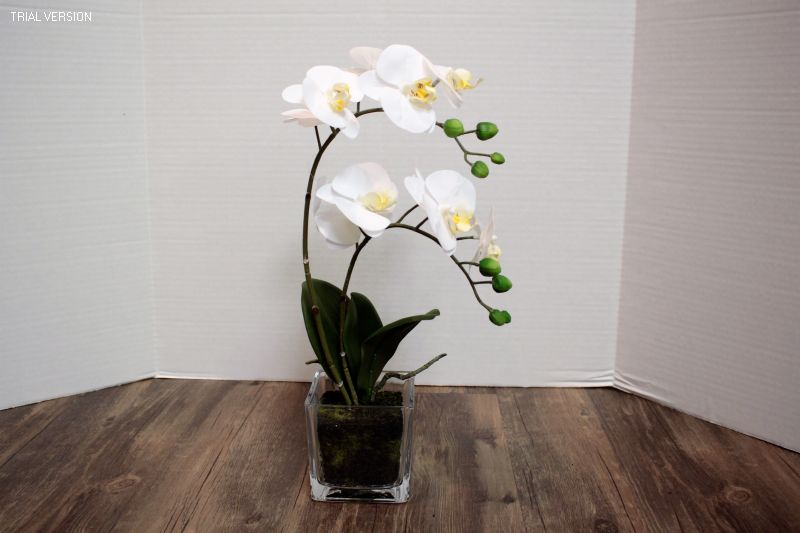 Bellar Orchid