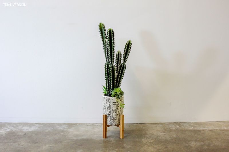 Carsa Cactus