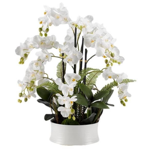 Leenalee Orchid