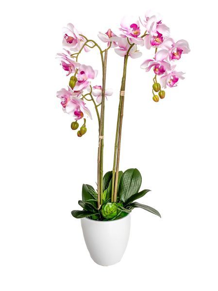 Celita Blush Orchid