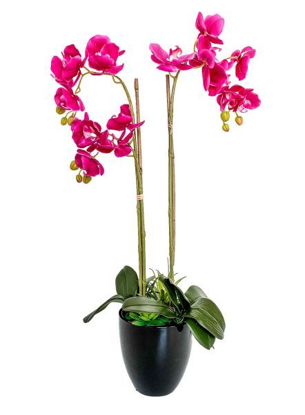 Celita Pink Orchid