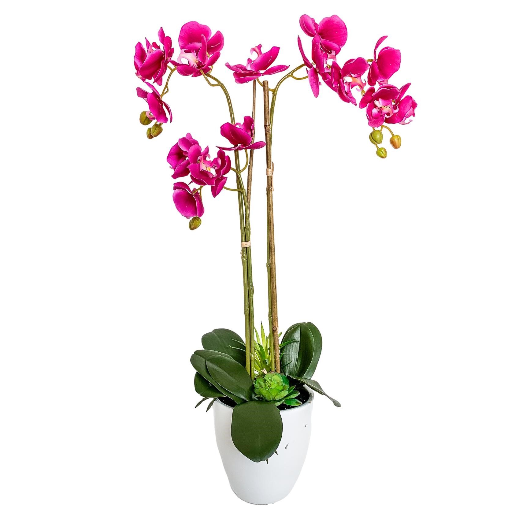 Celita Pink Orchid 2