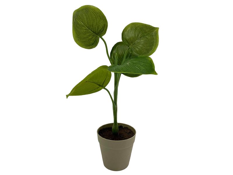Gracie Plant
