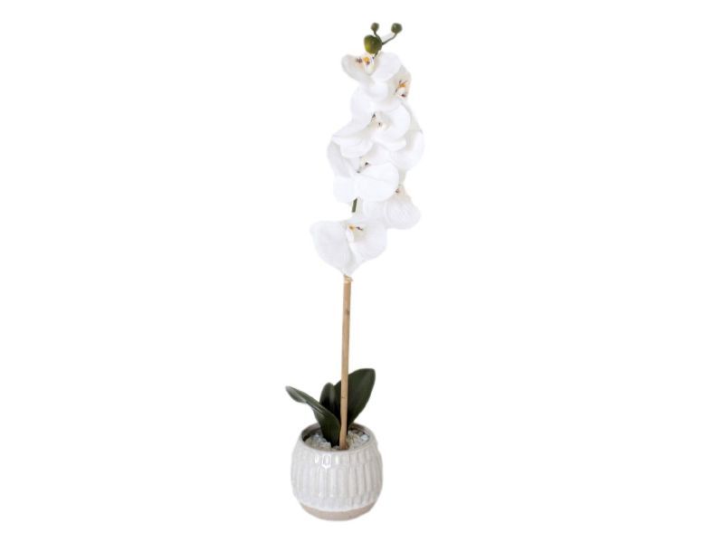 Flora Orchid