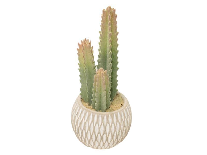 Beau Cactus