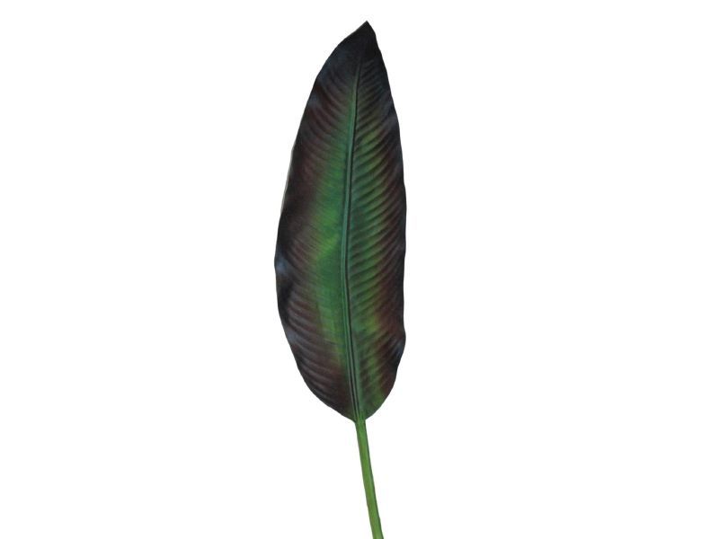 Bird Of Paradise Leaf