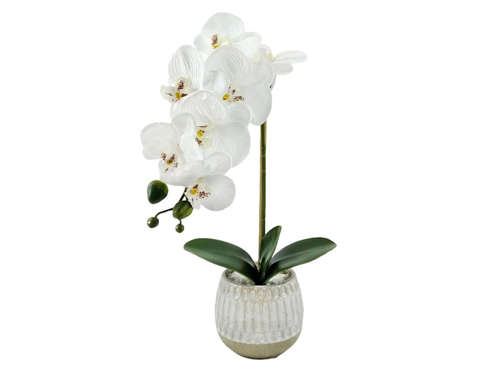 Flora Il Orchid