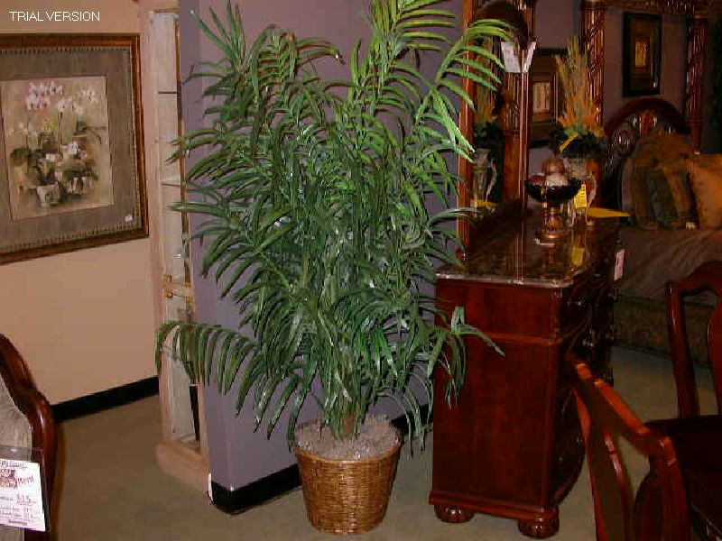 7' Palm Tree