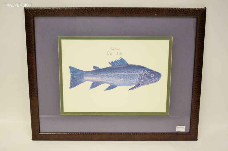 Fish Print - Leather Frame