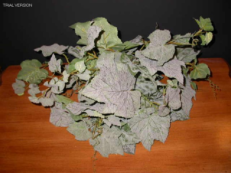 Ivy-Frosted Grape Ivy
