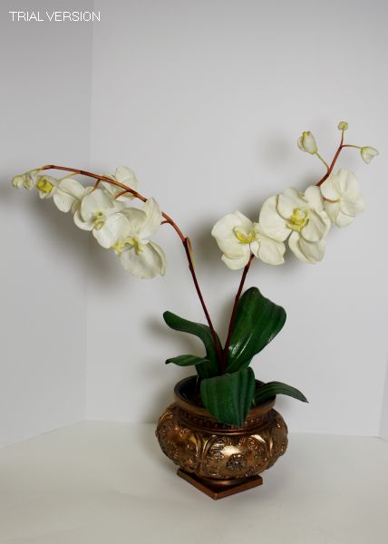 Orchids White In Brown Urn