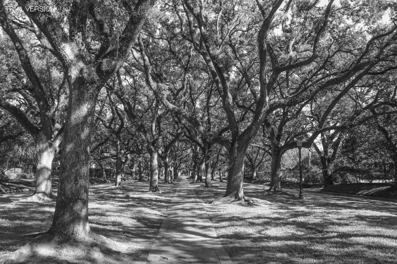 Houston Cityscapes Xx : The Oak-Lined Lane