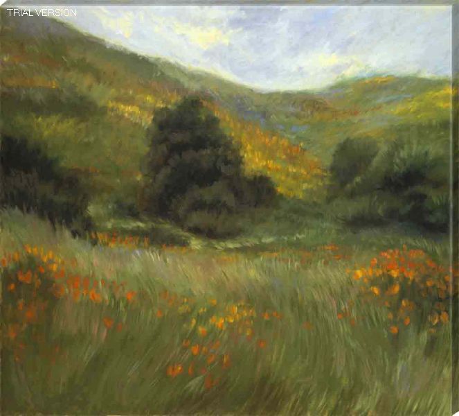 Meadows Blossom
